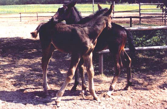 A11
