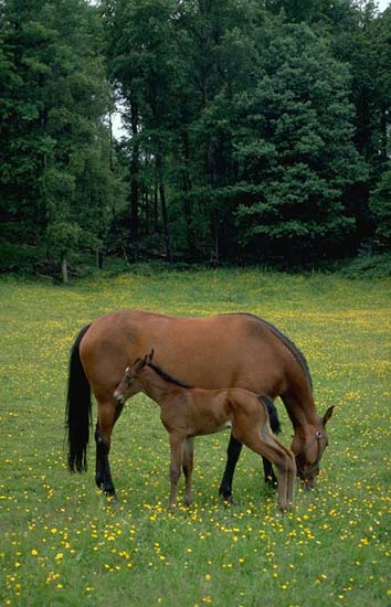 HORSE01